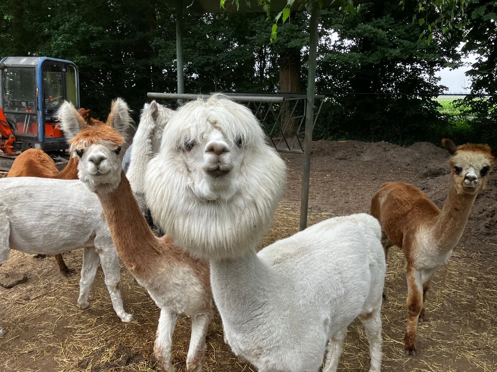 Merrie, Dieren en Toebehoren, Overige Dieren, Augustus, Vrouwelijk