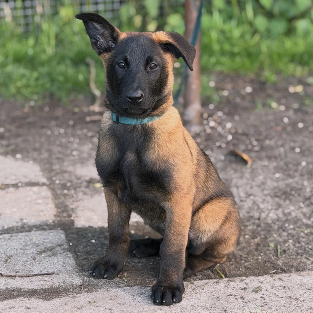 Mechelse herder teef 10 weken oud uit Knpv lijnen!, Parvo, 8 tot 15 weken, Teef, Groot