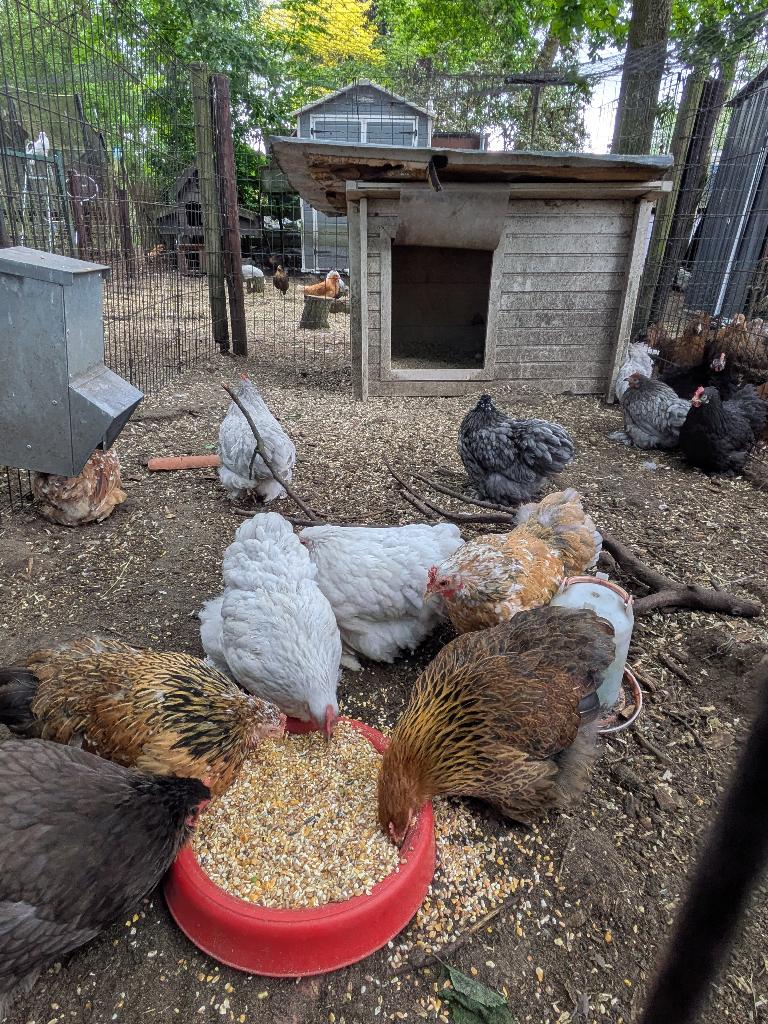 Cochin kriel, Dieren en Toebehoren, Vrouwelijk, Kip