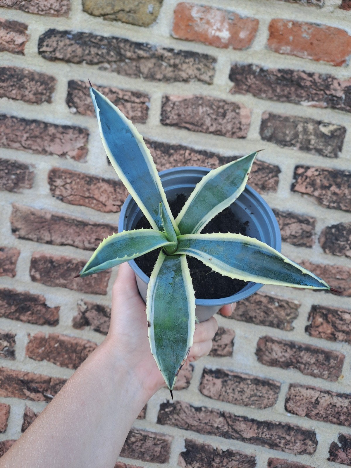 Agave Americana 'Variegata', Tuin en Terras, Ophalen, Bloeit niet, Overige soorten, Volle zon