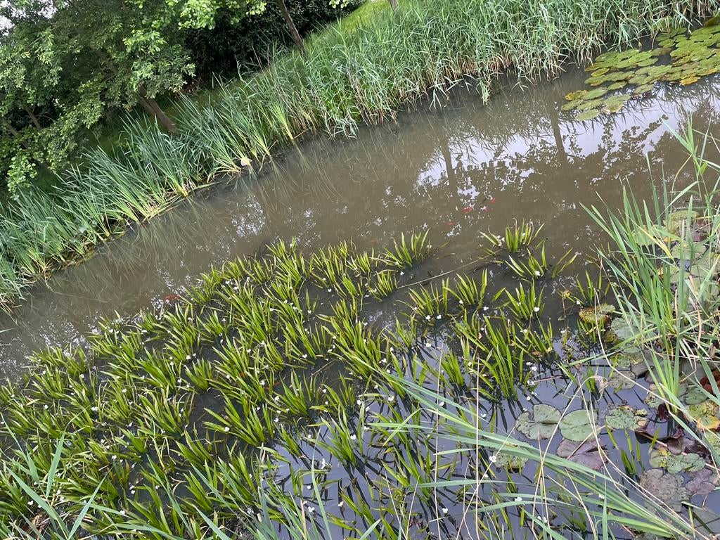 Krabbescheer vijverplanten, Ophalen, Zo goed als nieuw