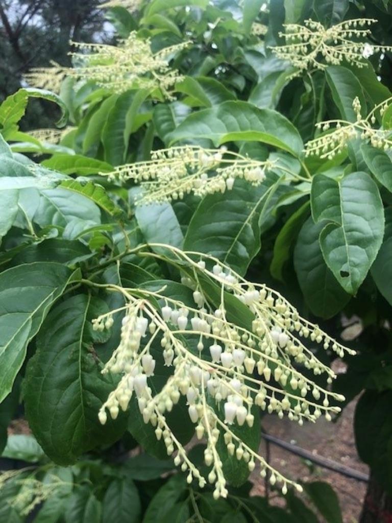 Oxydendrum arboreum, Zuurboom, grote maat!!! Zeldzaam 1350,-, Tuin en Terras, Herfst, Overige soorten, 400 cm of meer, Ophalen