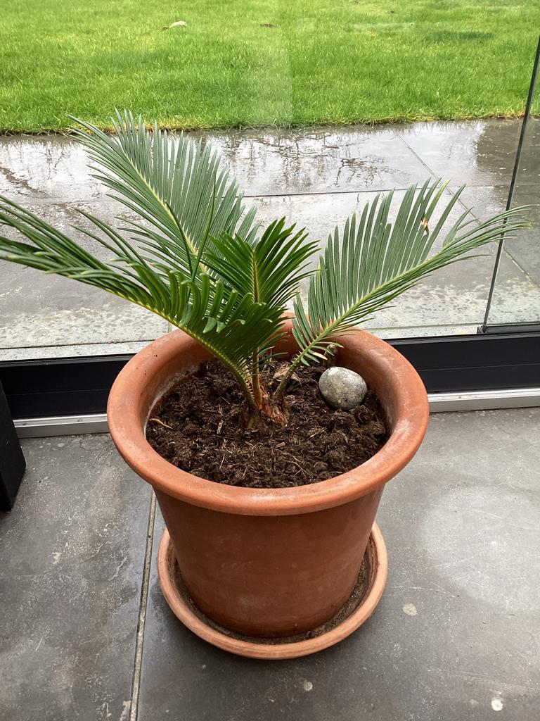 Jonge Cycas Revoluta Palm in Pot - 43cm, Tuin en Terras, Planten | Tuinplanten, Overige soorten, Volle zon, Vaste plant, Ophalen of Verzenden