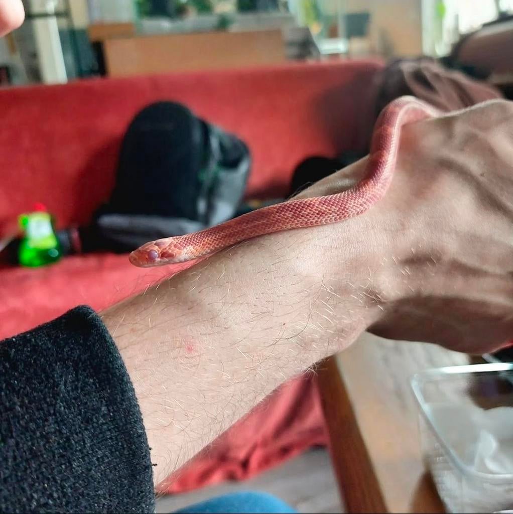 Baby slangen, beastcorn, 3 rode 2 grijzen., Dieren en Toebehoren, Reptielen en Amfibieën, Slang, 0 tot 2 jaar