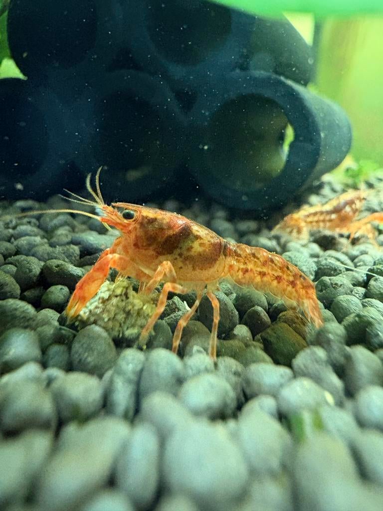 Oranje CPO dwergkreeftjes – Cambarellus patzcuarensis, Dieren en Toebehoren, Kreeft, Krab of Garnaal