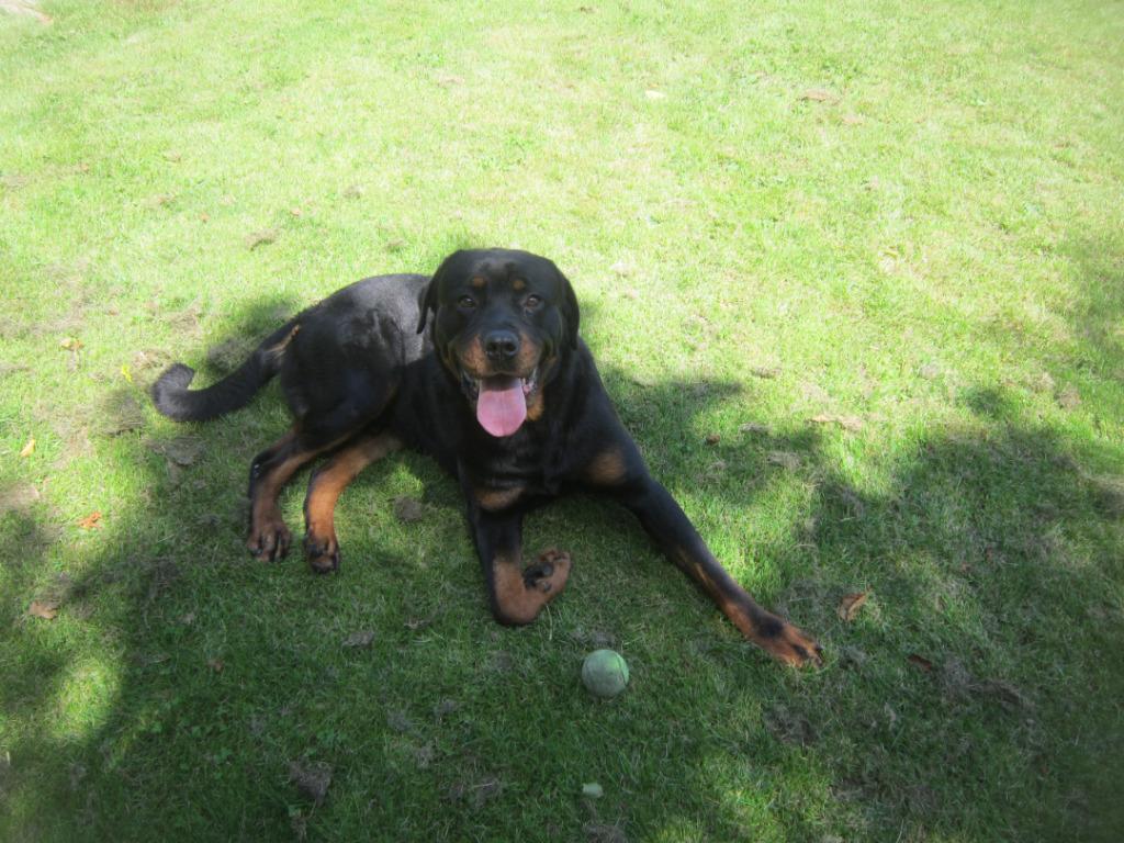 STAAT TER DEKKING ROTTWEILER! !, Dieren en Toebehoren, Honden | Dekreuen, Reu, 1 tot 2 jaar, Parvo, Eén hond