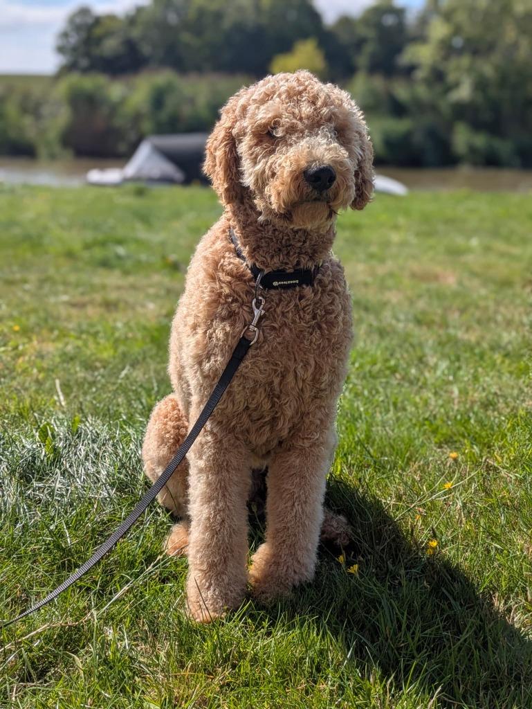 Labradoodle dekreu (recent vader van 9 pups!), Reu, 1 tot 2 jaar, Parvo, Eén hond