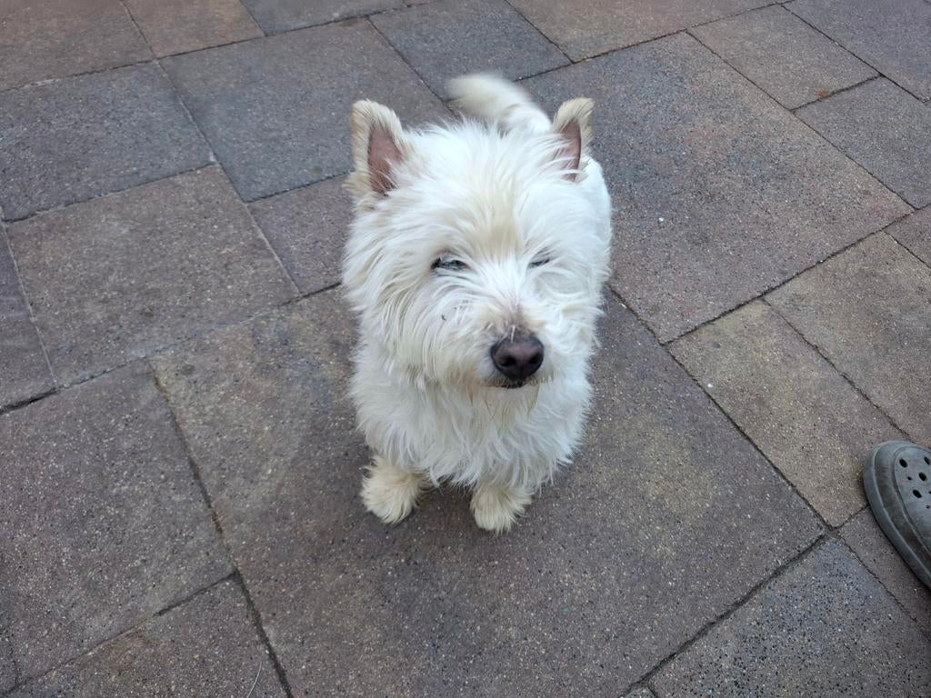 Ter dekking west highland white terrier, Parvo, Eén hond, 3 tot 5 jaar, Nederland