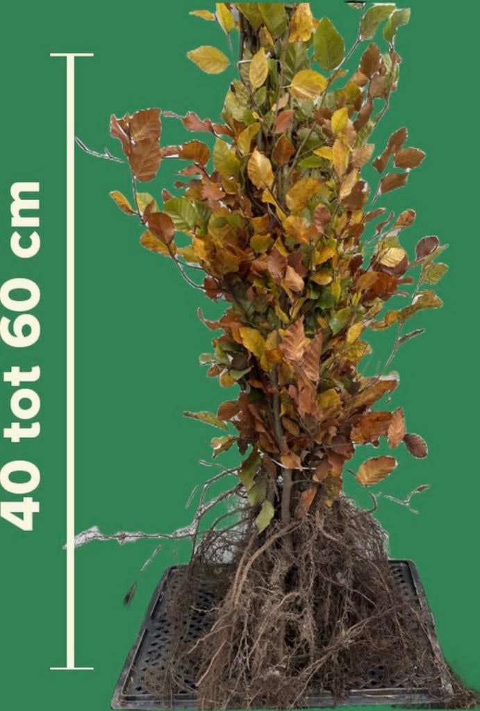 50 x Fagus sylvatica groene beuken 40/60, Tuin en Terras, Planten | Bomen, Ophalen of Verzenden, Bloeit niet, Halfschaduw, Overige soorten