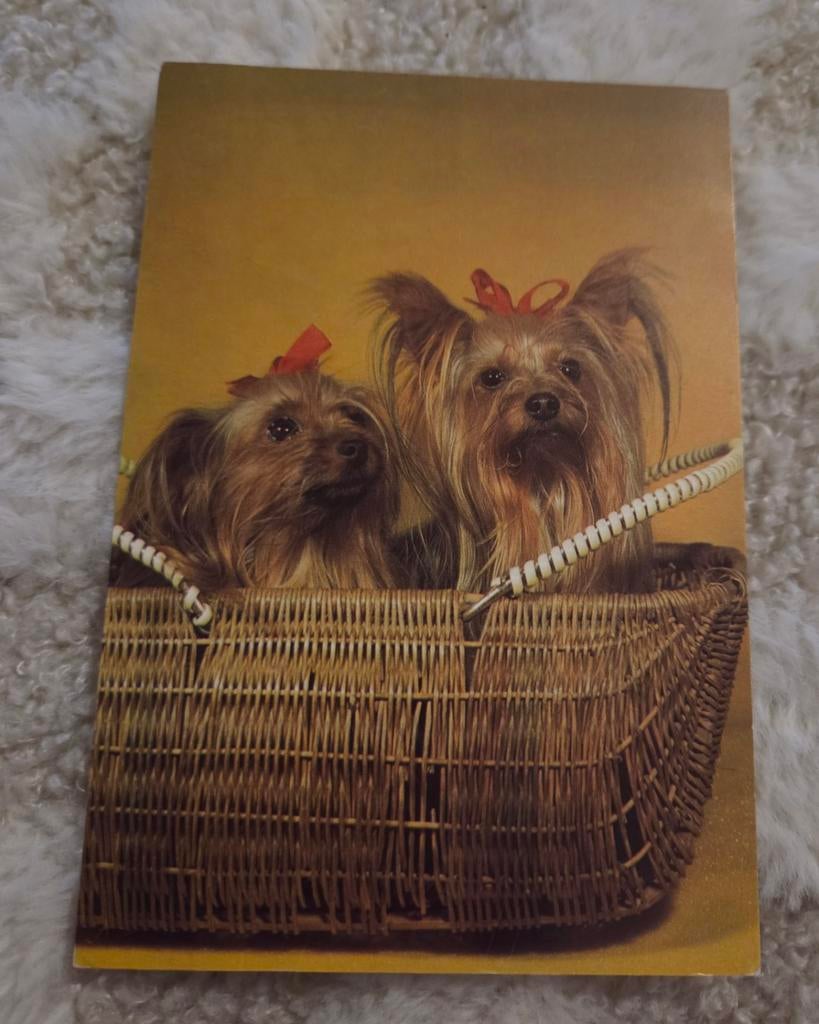 Twee Yorkshire terriers in een mandje, Verzenden, 1980 tot heden, Gelopen, Hond of Kat