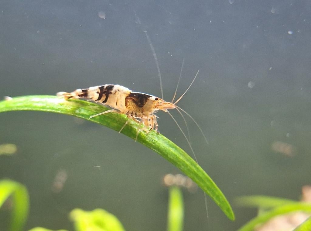Crystal black, Kreeft, Krab of Garnaal, Zoetwatervis