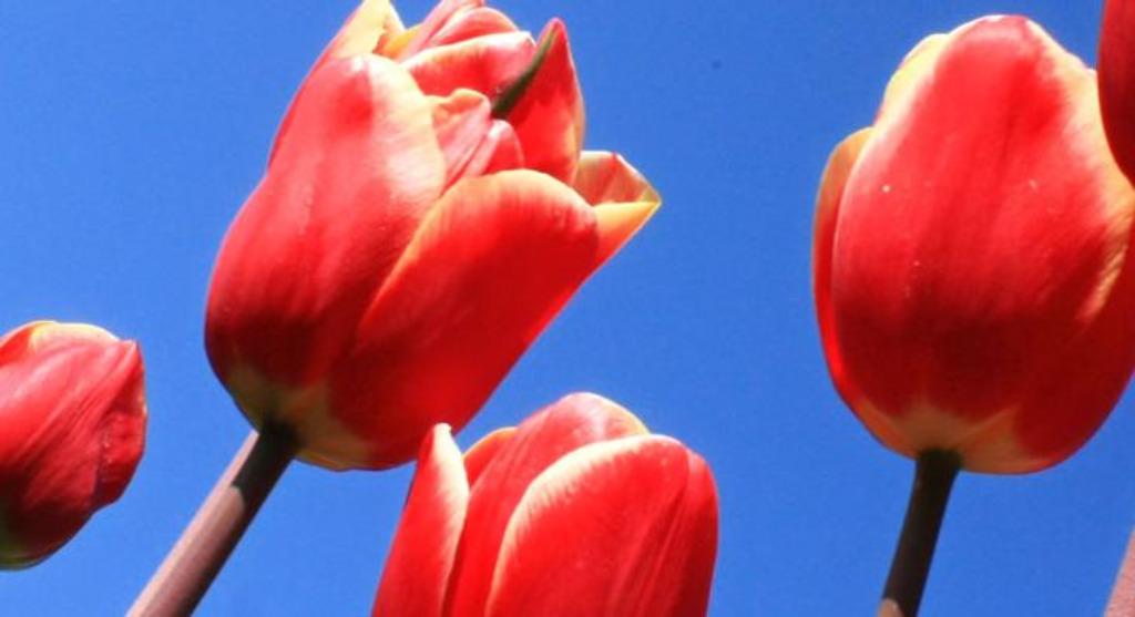 Learn Dutch / Nederlands leren, Diensten en Vakmensen, Bijles, Privé-les en Taalles, Bijles, Examen- of Scriptiebegeleiding, Huiswerkbegeleiding
