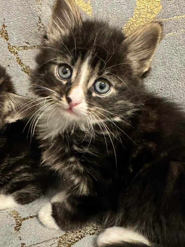 Britse langhaar, Dieren en Toebehoren, Kater