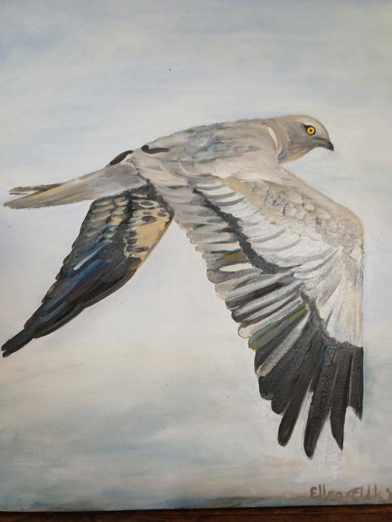 Grauwe Kiekendief, Antiek en Kunst, Kunst | Schilderijen | Klassiek, Ophalen of Verzenden