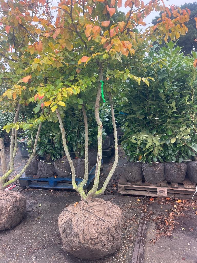 Parrotia persica meerstammig, Perzisch ijzerhout, zeer mooi!, Ophalen, Winter, Halfschaduw, Overige soorten