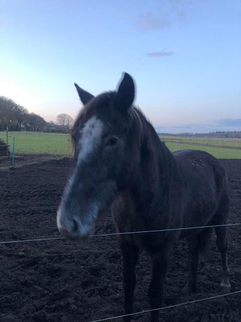Natuurlijke huisvesting Valtherbos plekken vrij eigen beheer, Dieren en Toebehoren, Stalling en Weidegang