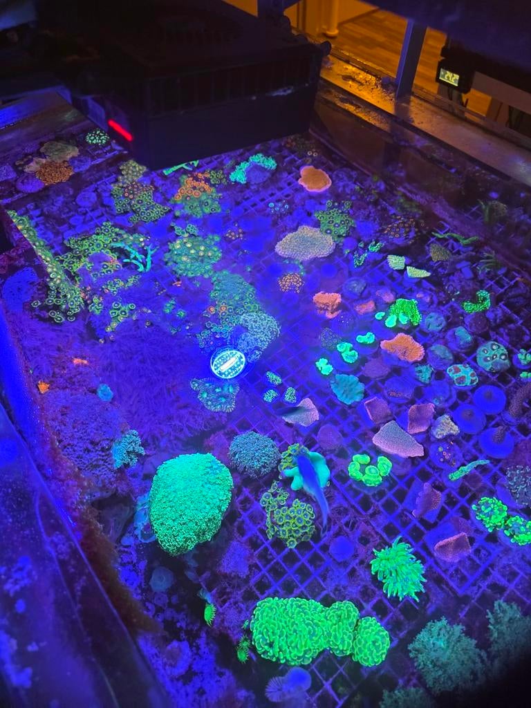 Zeeaquarium koraal stekken!, Overige typen, Zoutwatervis
