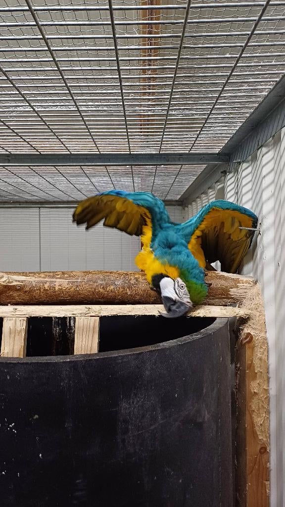 Te koop kweekkoppel blauwgele ara, Dieren en Toebehoren, Vogels | Parkieten en Papegaaien, Meerdere dieren, Papegaai