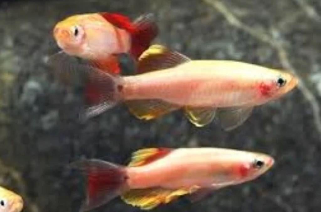 Tanichthys albonubes gold - Chinese danio goud - Actieprijs!, Dieren en Toebehoren, Vissen | Aquariumvissen, Vis, Zoetwatervis
