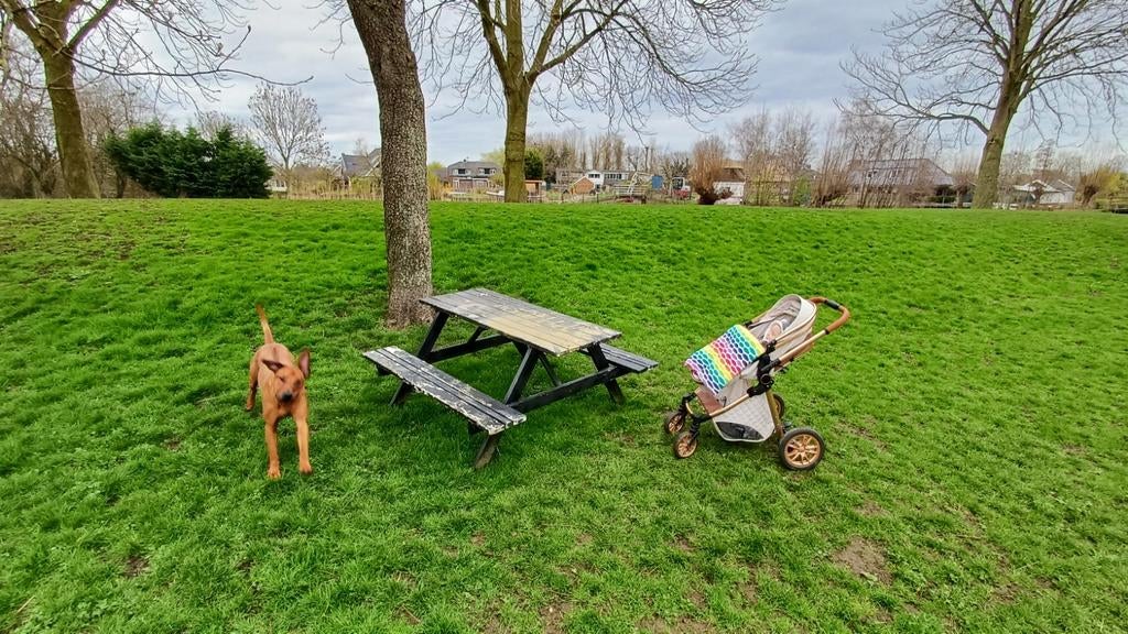 Hondenopvang. Vakantie of dag opvang voor je hond, Uitlaatservice