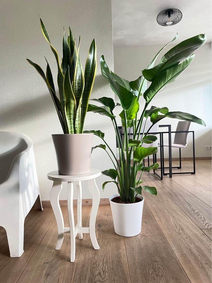 2 for 85- Sansevieria Laurenti & Strelitzia Nicolai, Ophalen of Verzenden, In pot, Halfschaduw, Minder dan 100 cm