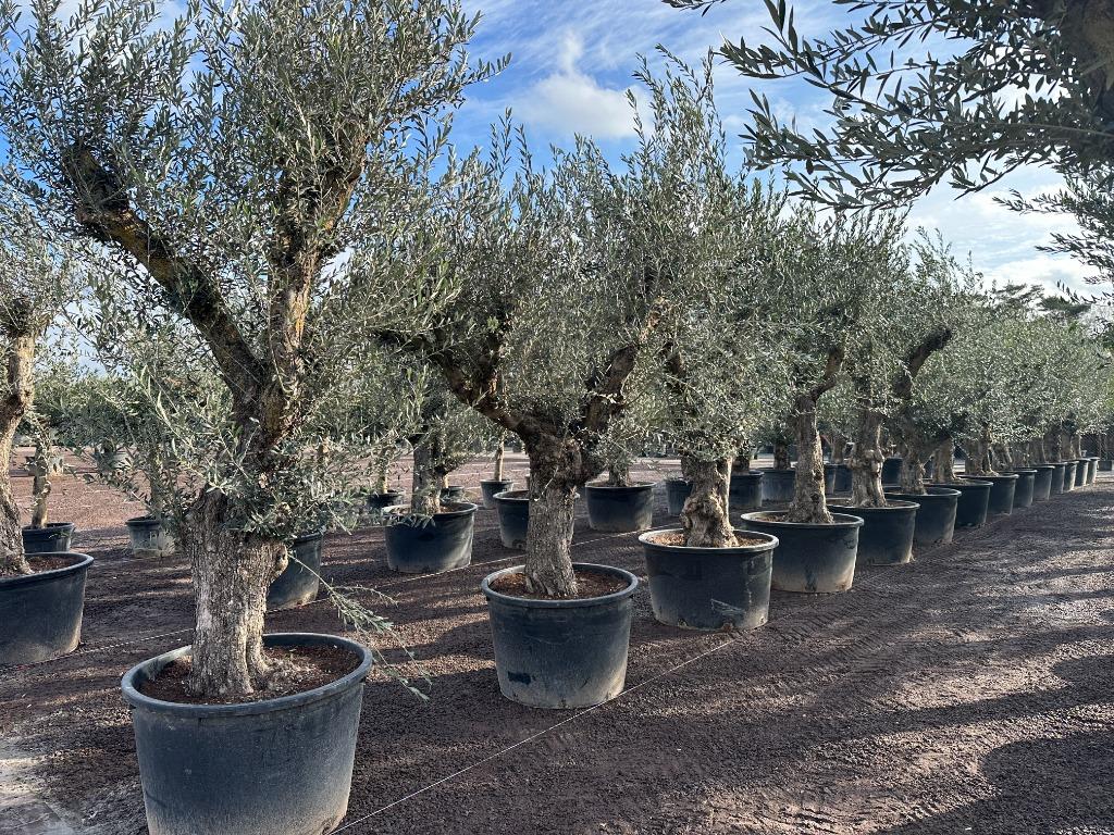 Olijfbomen - Olijfboom - Olea europaea 60/80 Verdial te koop, Tuin en Terras, Ophalen of Verzenden, 100 tot 250 cm, Olijfboom