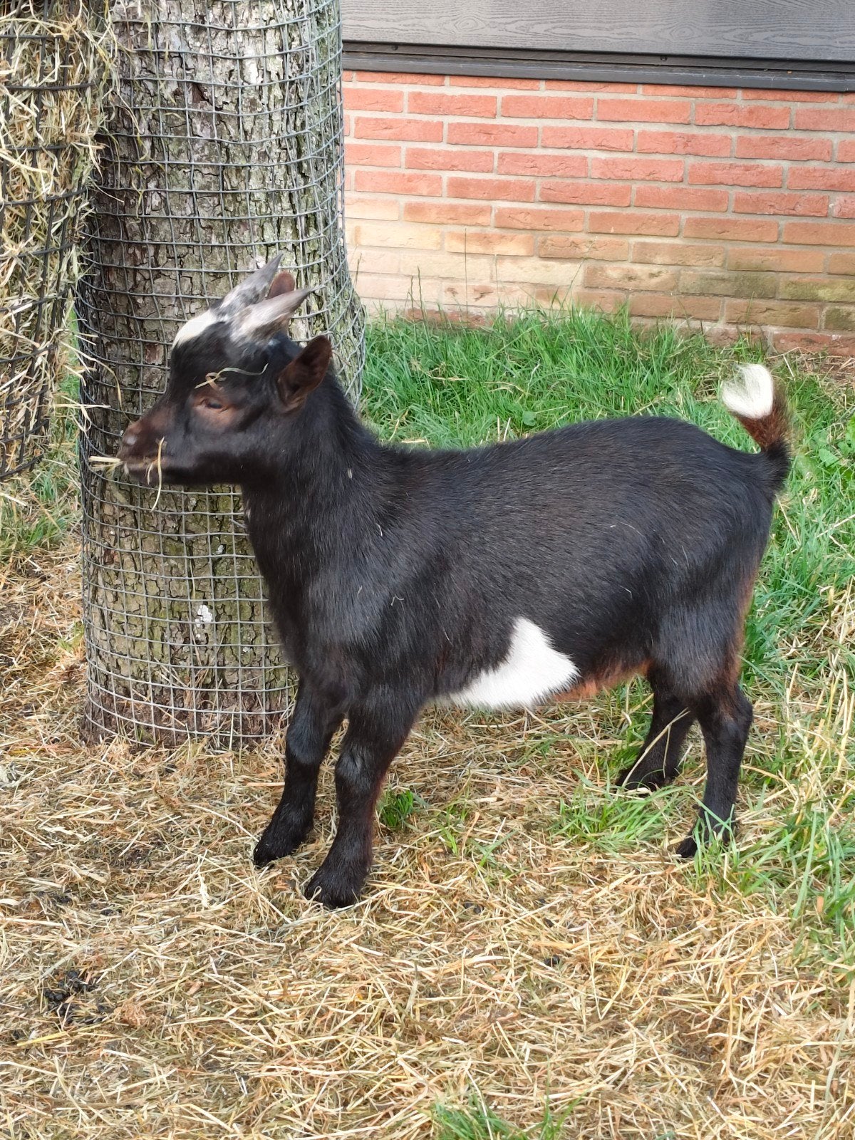 Lief bokje te koop., Dieren en Toebehoren, Schapen, Geiten en Varkens, Mannelijk, Geit