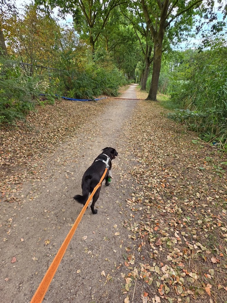 Dog Walking & Dog Boarding in Oss, Ophalen