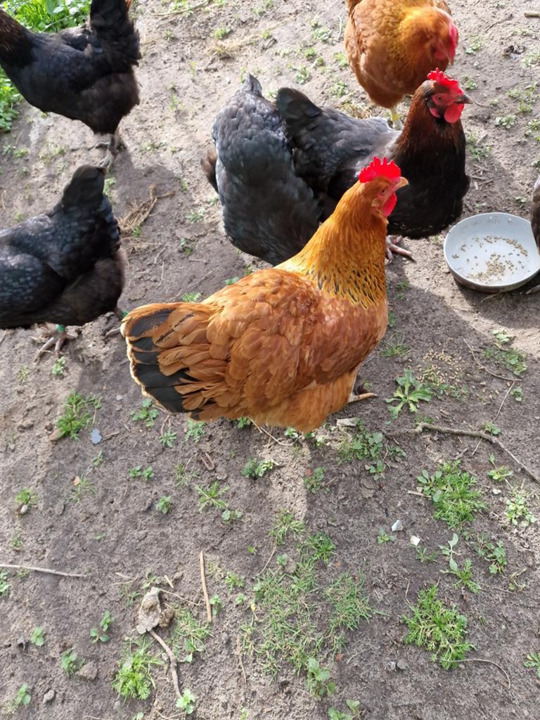 Te koop broedeieren van de New Hamshire kippen groot, Geslacht onbekend, Kip