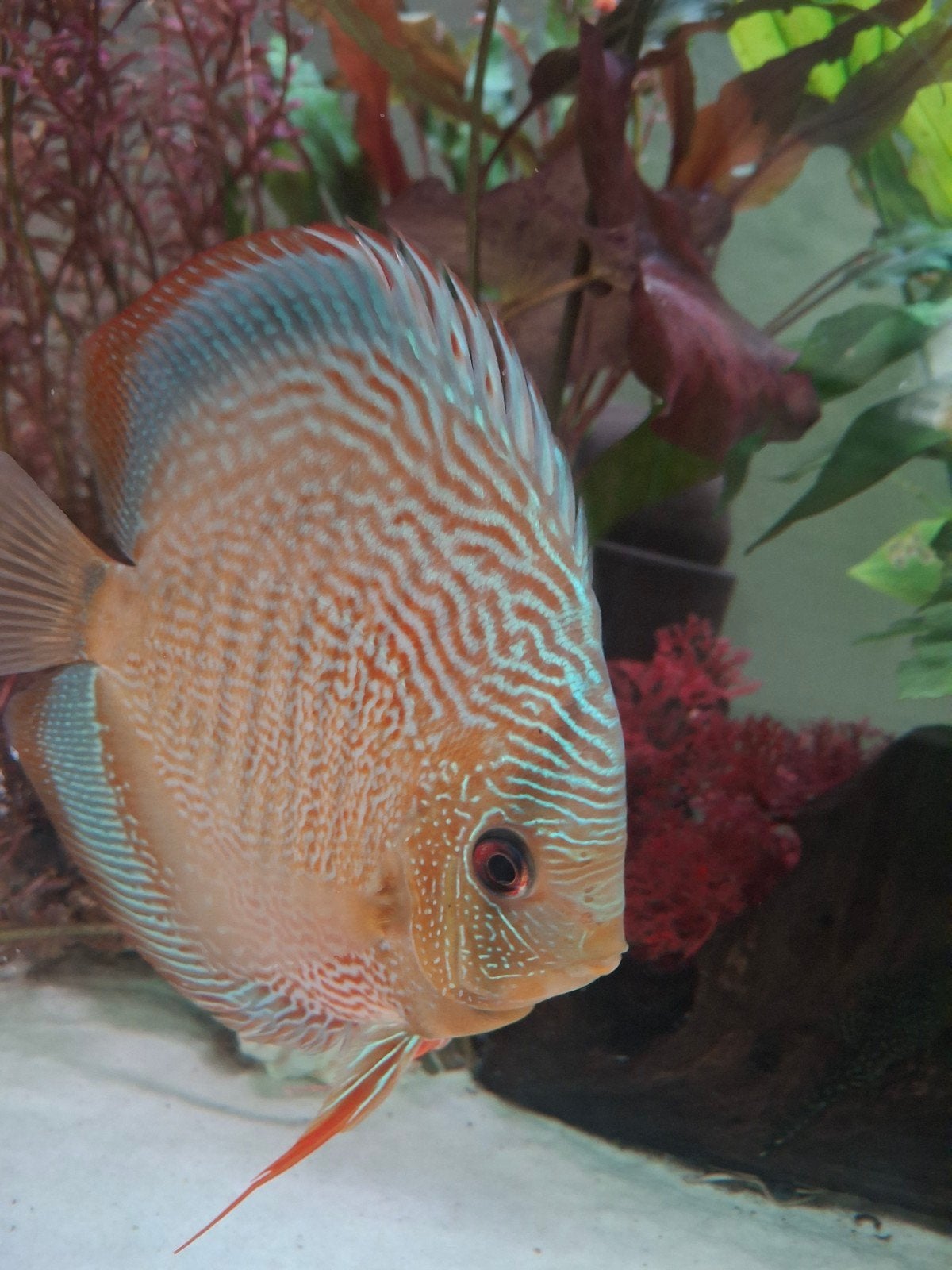 discus vis groot 5 stuks., Dieren en Toebehoren, Vissen | Aquariumvissen