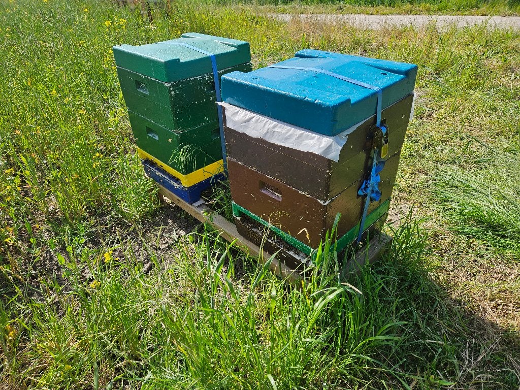 Bijen volken, Dieren en Toebehoren, Insecten en Spinnen, Bijen