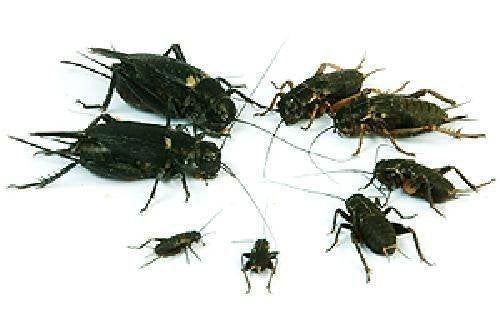 meelworm, krekels, fruitvliegen etc evt per post, Meerdere dieren