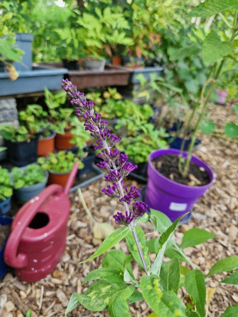 Vlinderstruikjes of budleya, Tuin en Terras, Planten | Tuinplanten, Ophalen, Overige soorten, Volle zon