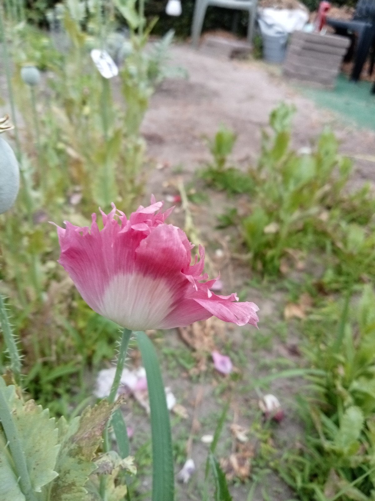 Papaver somniferum Kandahar zaden, Ophalen of Verzenden, Voorjaar, Volle zon, Zaad