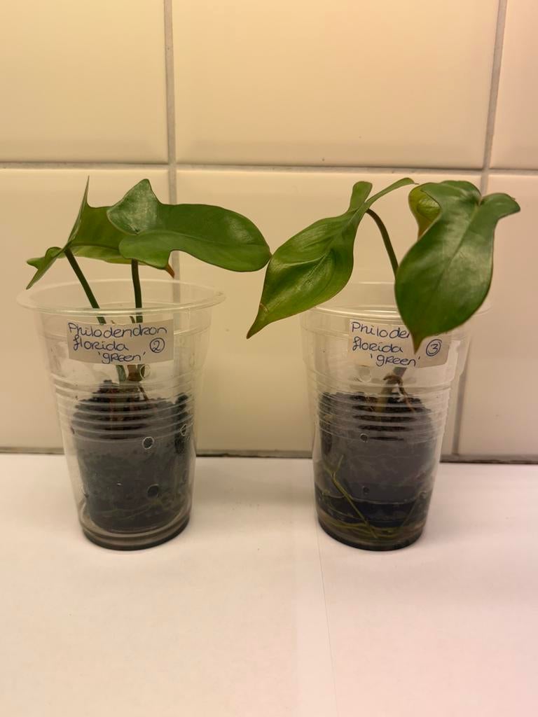 Philodendron florida green, Huis en Inrichting, Kamerplanten, Ophalen of Verzenden, Halfschaduw, Minder dan 100 cm