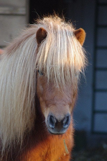 Gezocht: Ruimte voor 3 shetlanders: Venhuizen Blokker Andijk, Dieren en Toebehoren, 2 of 3 paarden of pony's