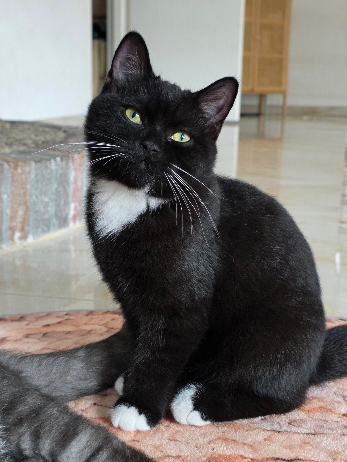 100% Raszuivere Brits Korthaar kitten – zwart wit, Kater