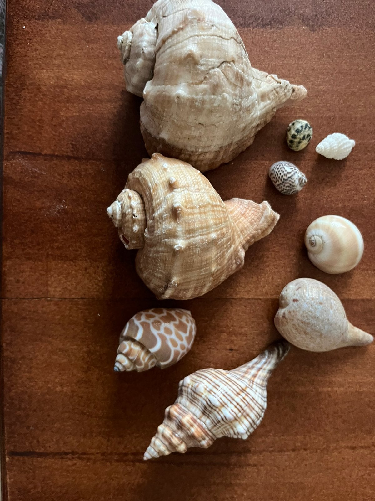 Partijtje Babylonslakken Wulken Tijger Schelpenmix 60 stuks, Ophalen of Verzenden, Schelp(en)