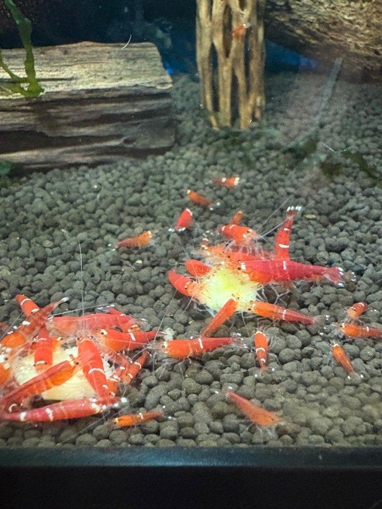 Super CRS garnalen | Caridina, Kreeft, Krab of Garnaal