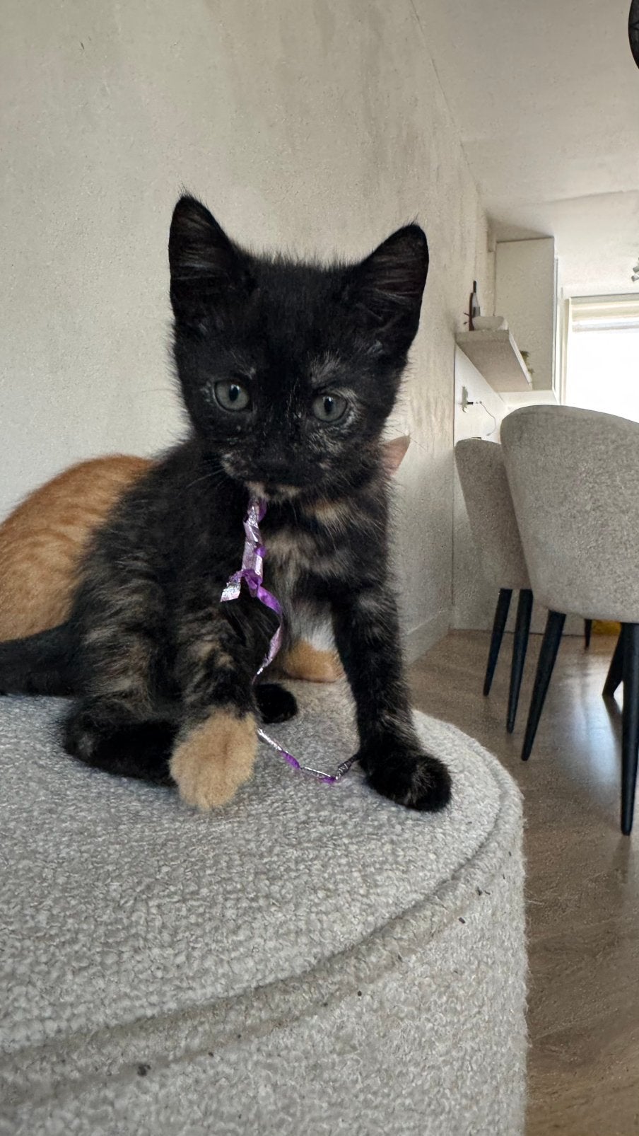 Kittens 9 weken nog 1 beschikbaar, Dieren en Toebehoren, Katten en Kittens | Overige Katten, Kater, Kortharig, 0 tot 2 jaar