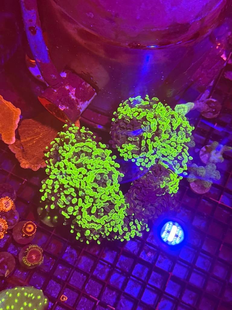 Duo color splash hamer/tamer coral frag, Overige typen