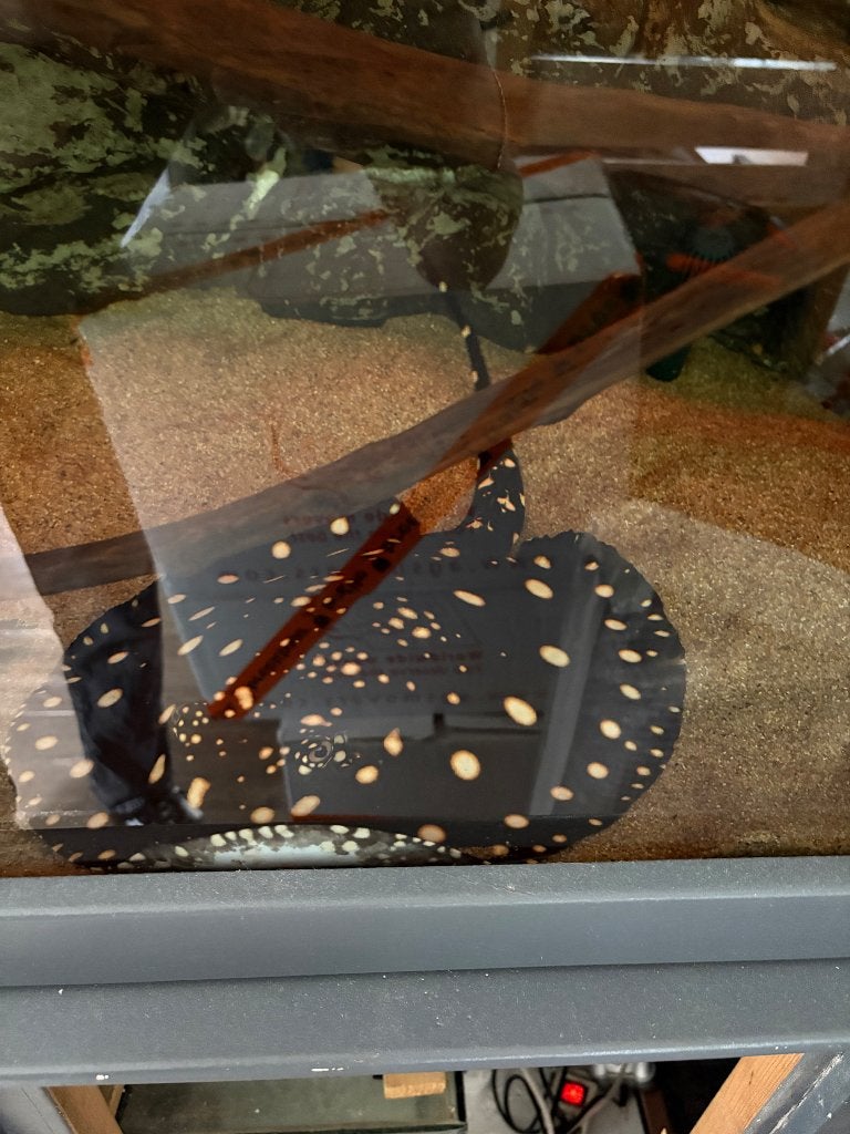 Black Diamond rog (potamotyrygon leopoldi), Dieren en Toebehoren, Vis, Zoetwatervis