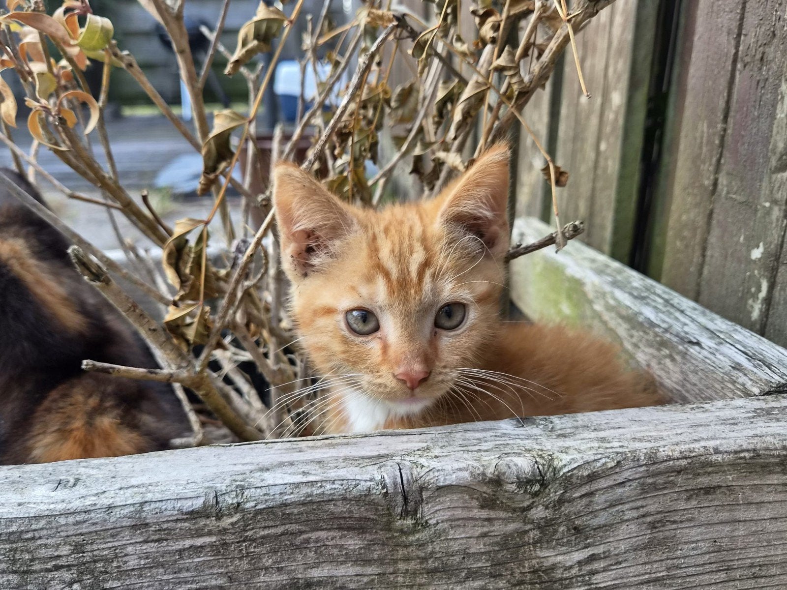 3 Sociale katjes opzoek naar een nieuw huisje!, Dieren en Toebehoren, Katten en Kittens | Overige Katten, Meerdere dieren, Kortharig