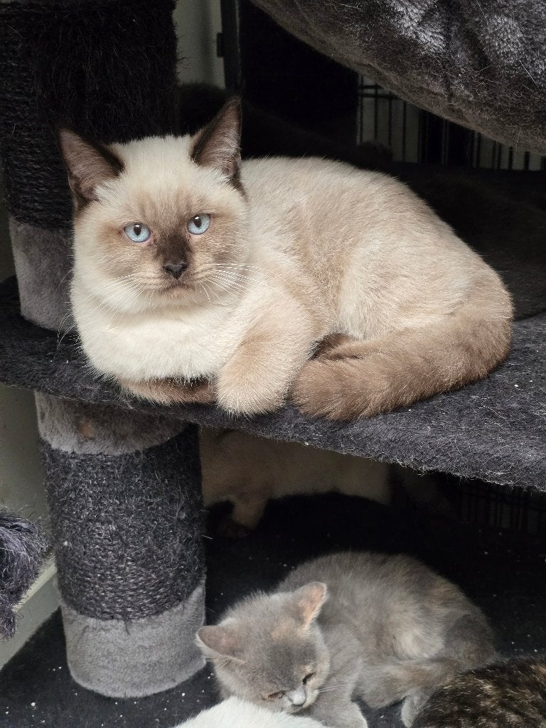 Knappe kitten 4 mnd, Kater, 0 tot 2 jaar