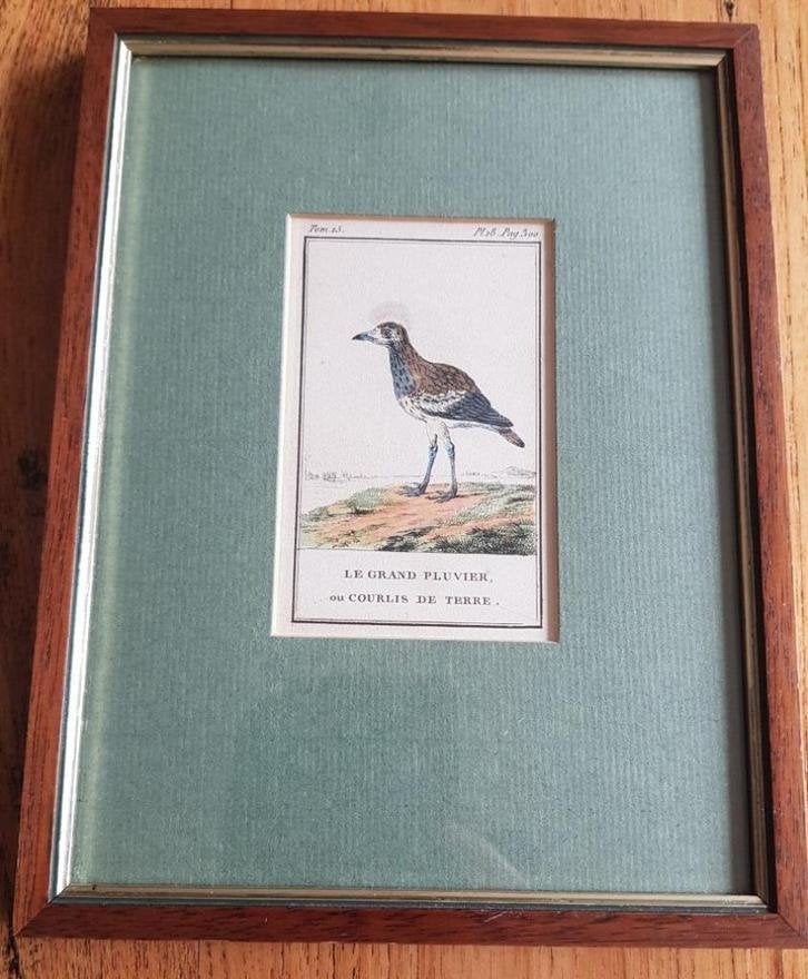 Antiek Frans ingelijst vogel ets / gravure, Grote Plevier, Ophalen of Verzenden