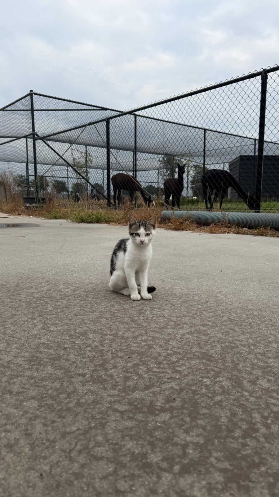 Boerderij kittens zoeken een goud mandje, Meerdere dieren