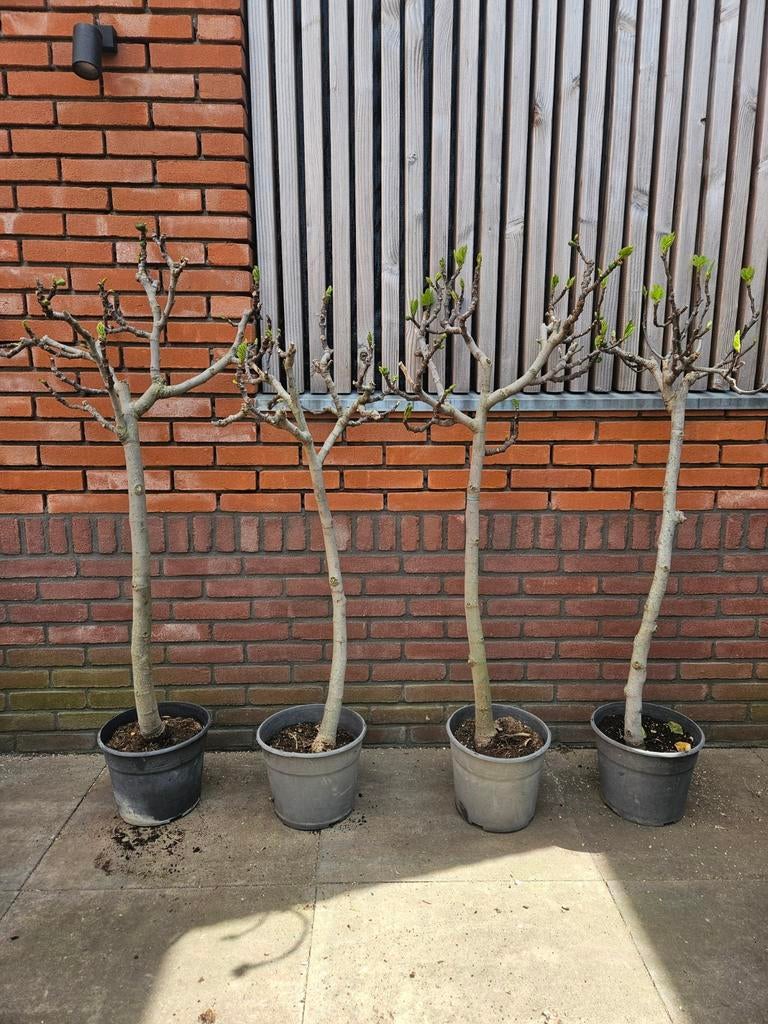 Vijgboompjes 140cm hoog, wat dikkere stam: 49 euro, Tuin en Terras, Planten | Bomen, Volle zon, Ophalen of Verzenden, 100 tot 250 cm