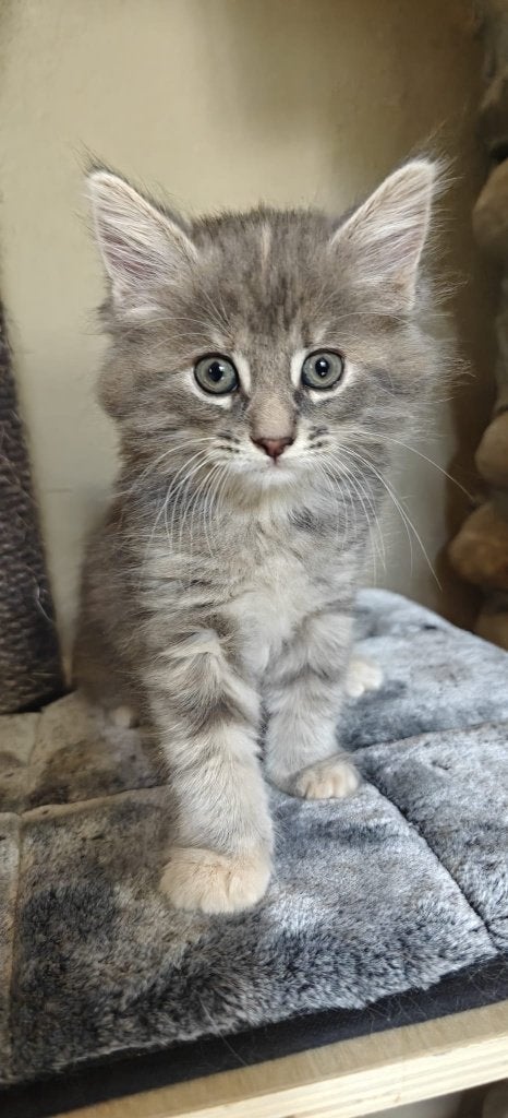 Maine Coon kittens | grijs, black smoke, rood katertje, Dieren en Toebehoren, Katten en Kittens | Raskatten | Langhaar, Meerdere dieren