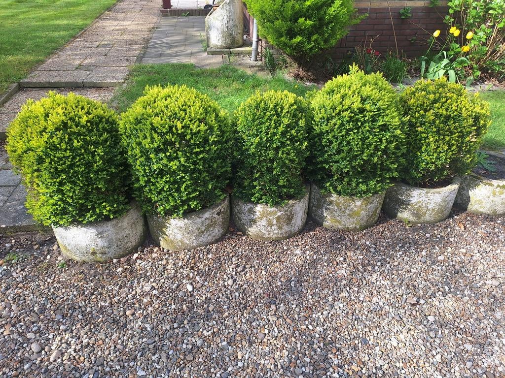 Buxus bollen buxushaag, Ophalen, Buxus, Minder dan 100 cm