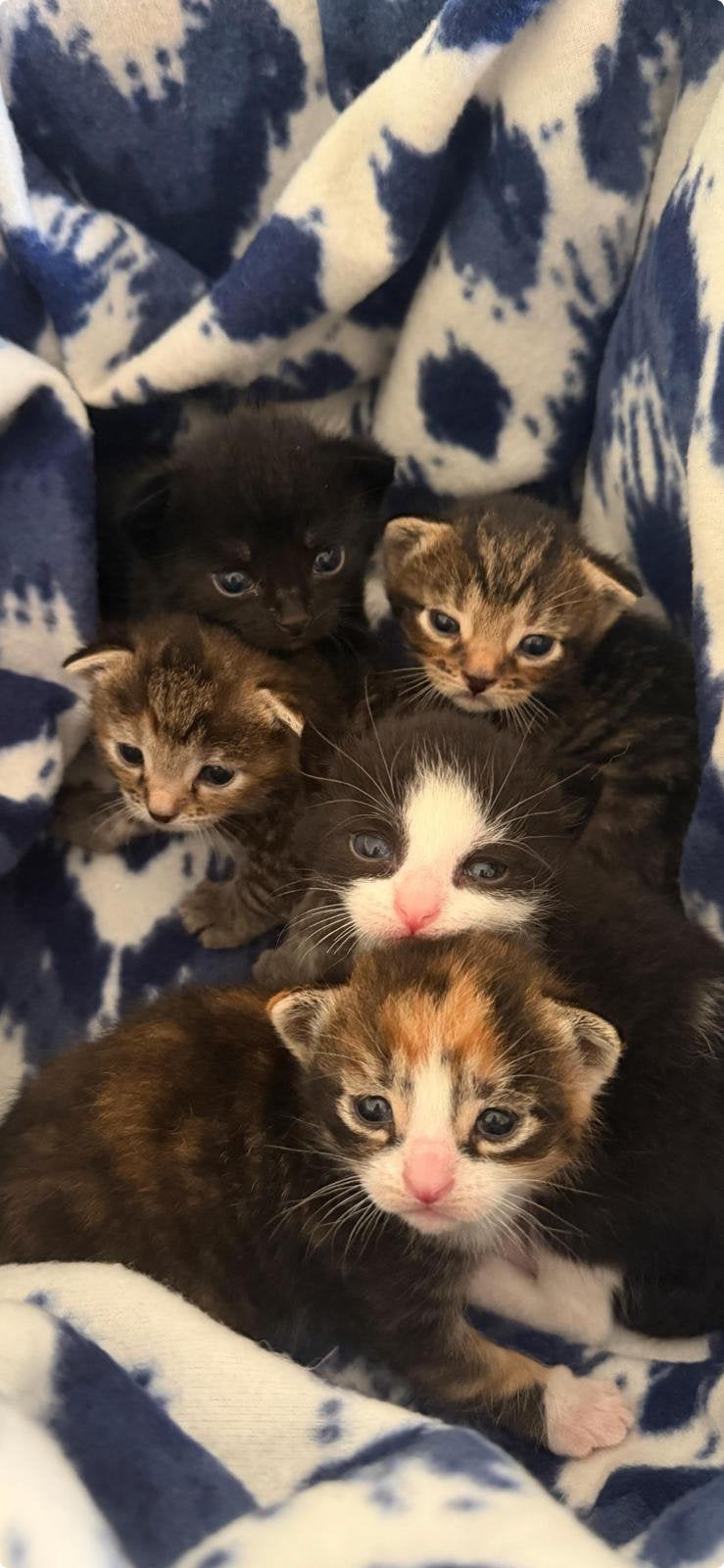 2 lieve kittens te koop, Dieren en Toebehoren, Meerdere dieren
